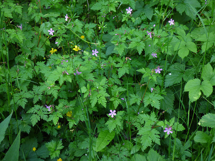 Geranium robertianum